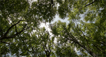 foresta_G2623